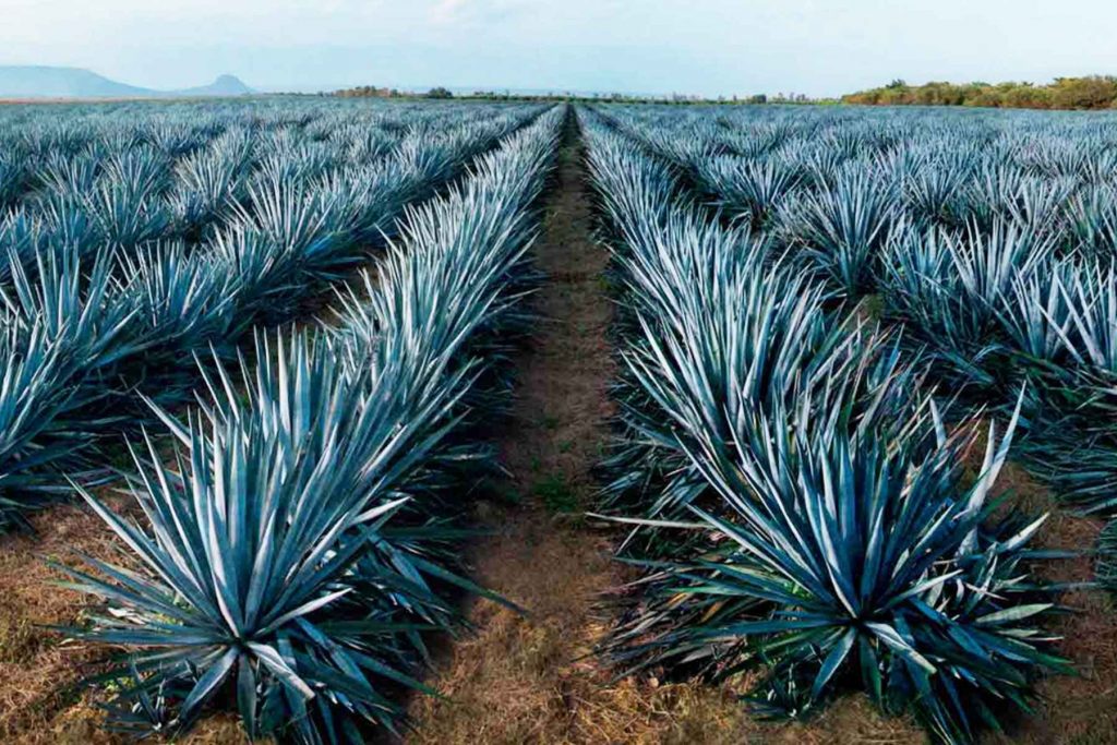 Campo de agave azul tequilana weber en Jalisco, la materia prima para la producción de tequila auténtico. La nota explica que un buen tequila comienza con agaves de calidad.