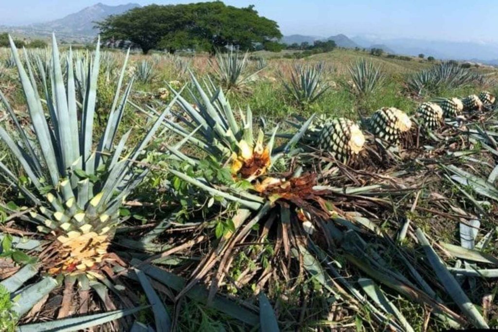 Piñas de agave recién jimadas (cosechadas) en un campo. Este es el corazón del agave que se cuece para producir el tequila, un paso crucial en el proceso de elaboración.