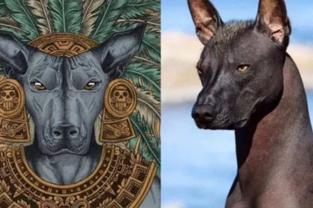 Comparativa de un Xoloitzcuintle en una ilustración prehispánica y una foto real. La imagen muestra la conexión mítica del perro como guía de almas en el Día de Muertos y su apariencia actual.