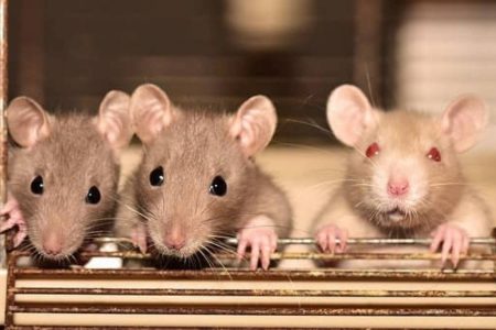 Tres ratas asomándose a través de las rejillas de una estructura metálica en un entorno controlado.